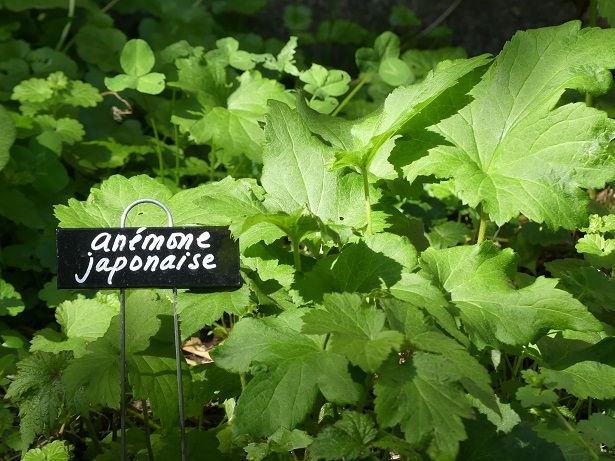 Anémone Japonaise (à venir)
