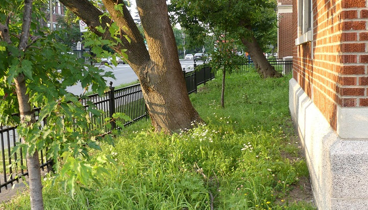 Résultats du verdissement des espaces avant et latéraux de l'école Paul-Bruchési --Saison 1 (Montréal, QC)
