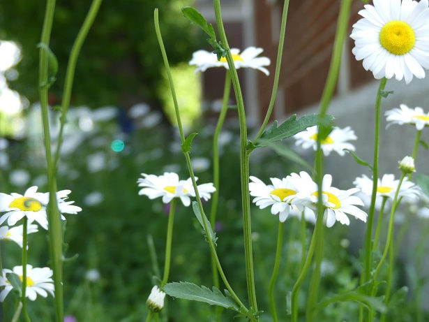 Marguerites