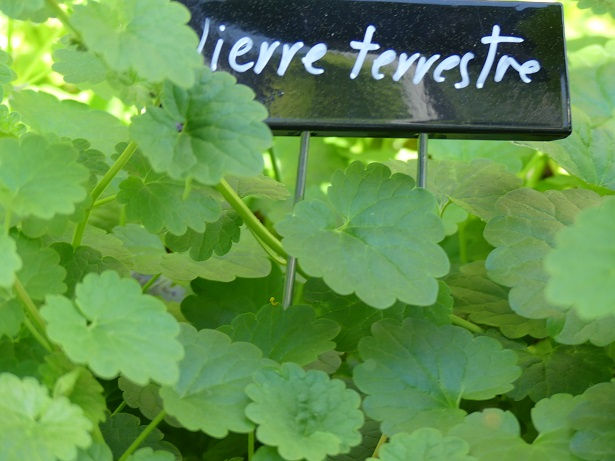 Lierre terrestre