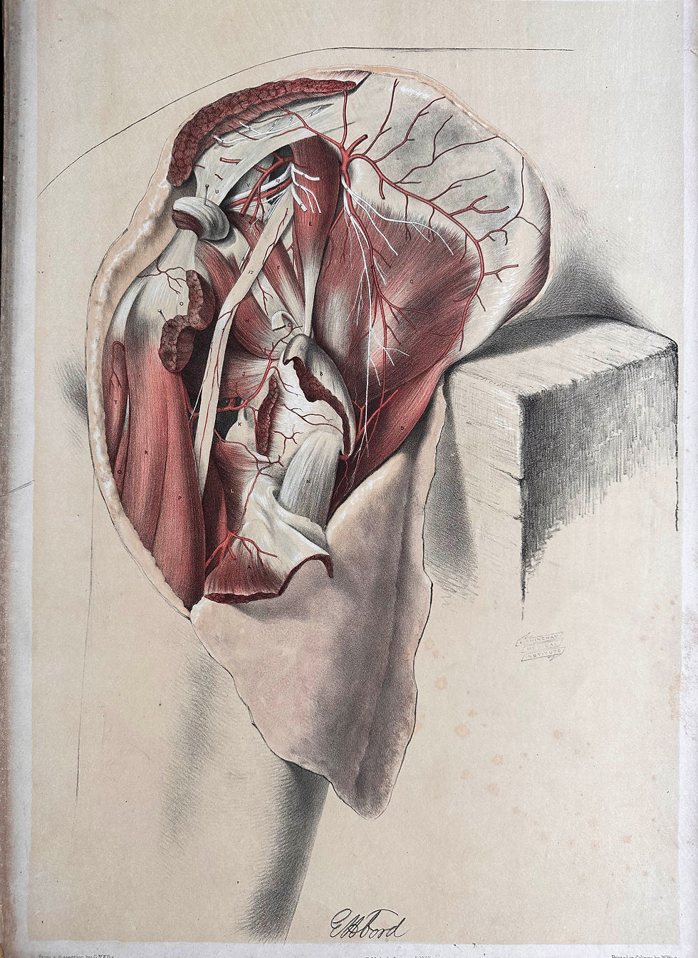 Thumbnail: Ellis and Ford, Dissections in a Series of Original Coloured Plates, 1867