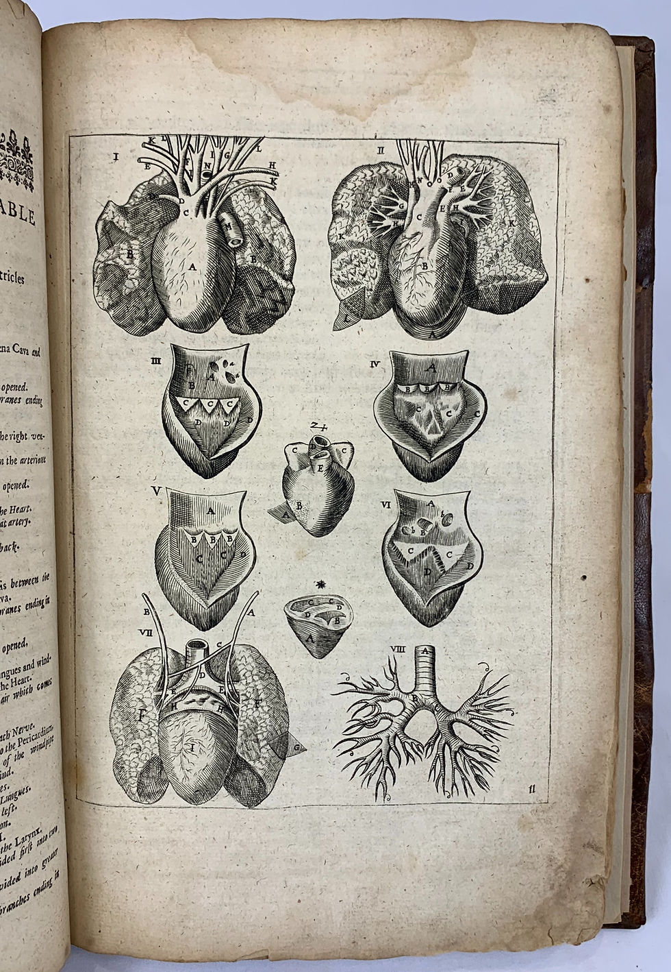 Thumbnail: Culpeper’s Vesling, Anatomy of the Body of Man, 1653