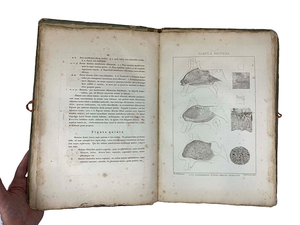 Thumbnail: Soemmerring, Icones Organorum Humanorum Olfactus, 1810