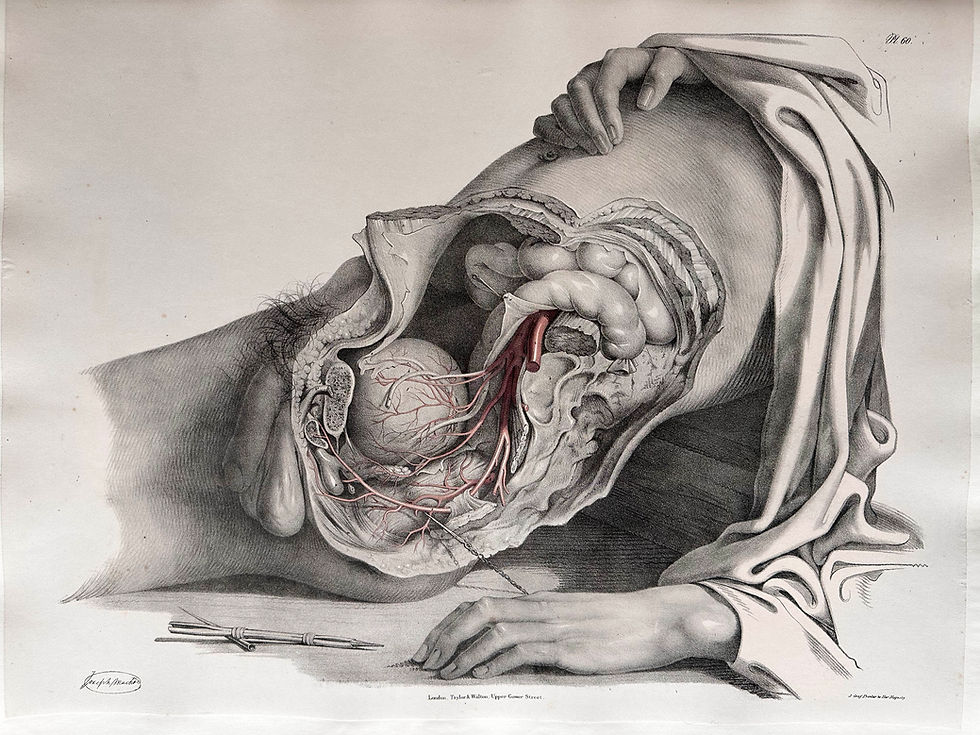 Thumbnail: Quain, Surgical Anatomy, 1844