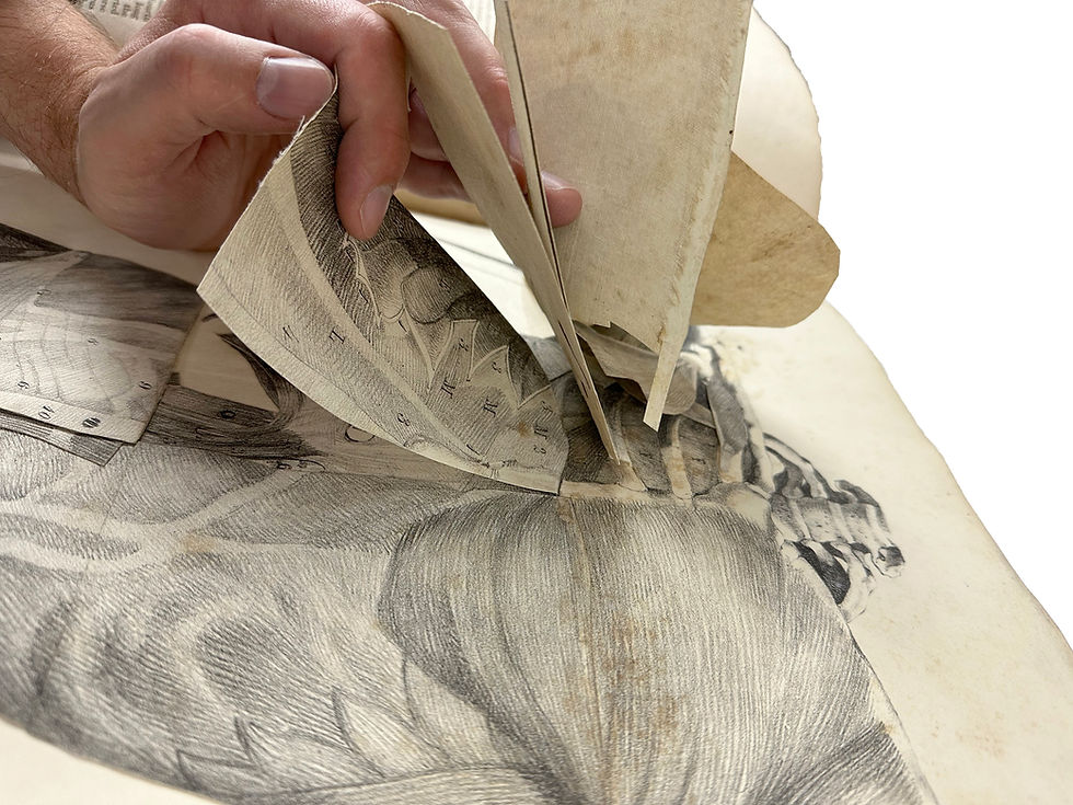Thumbnail: Tuson, Myology (1825) and Supplement to Myology (1828)