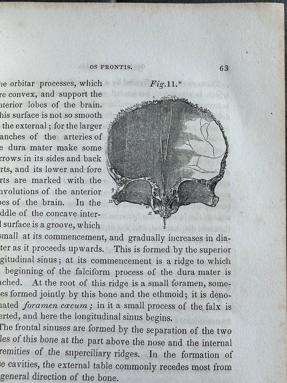 Thumbnail: Wistar's Anatomy (Pancoast), 8th ed, 1842