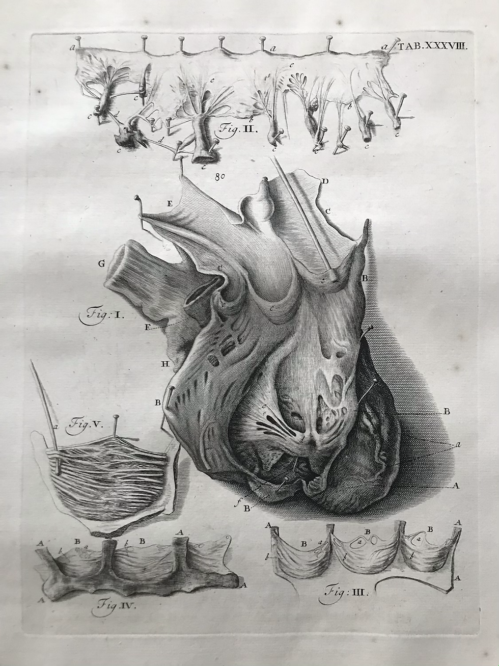 Thumbnail: Cowper, Myotomia Reformata, 1724