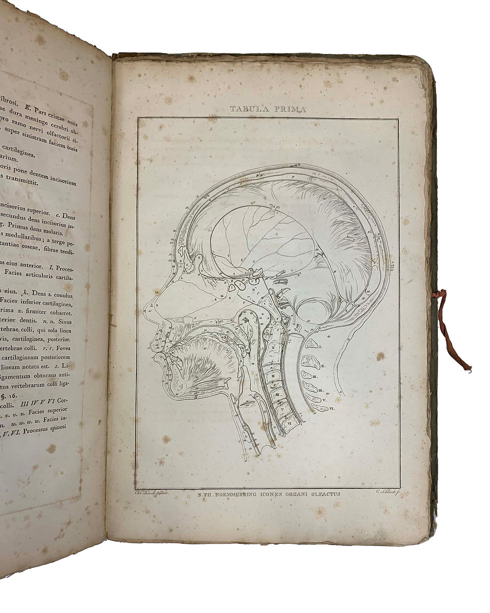 Thumbnail: Soemmerring, Icones Organorum Humanorum Olfactus, 1810