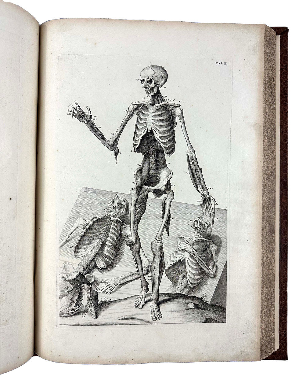 Thumbnail: Cowper, Myotomia Reformata, 1724