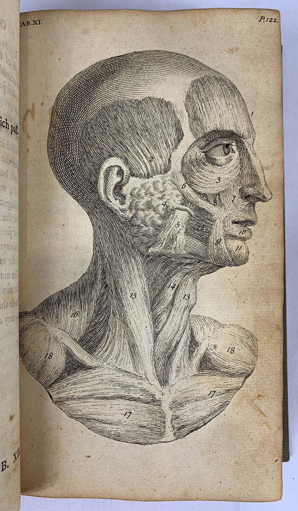 Thumbnail: Cheselden, Anatomy of the Human body, 7th ed, 1756