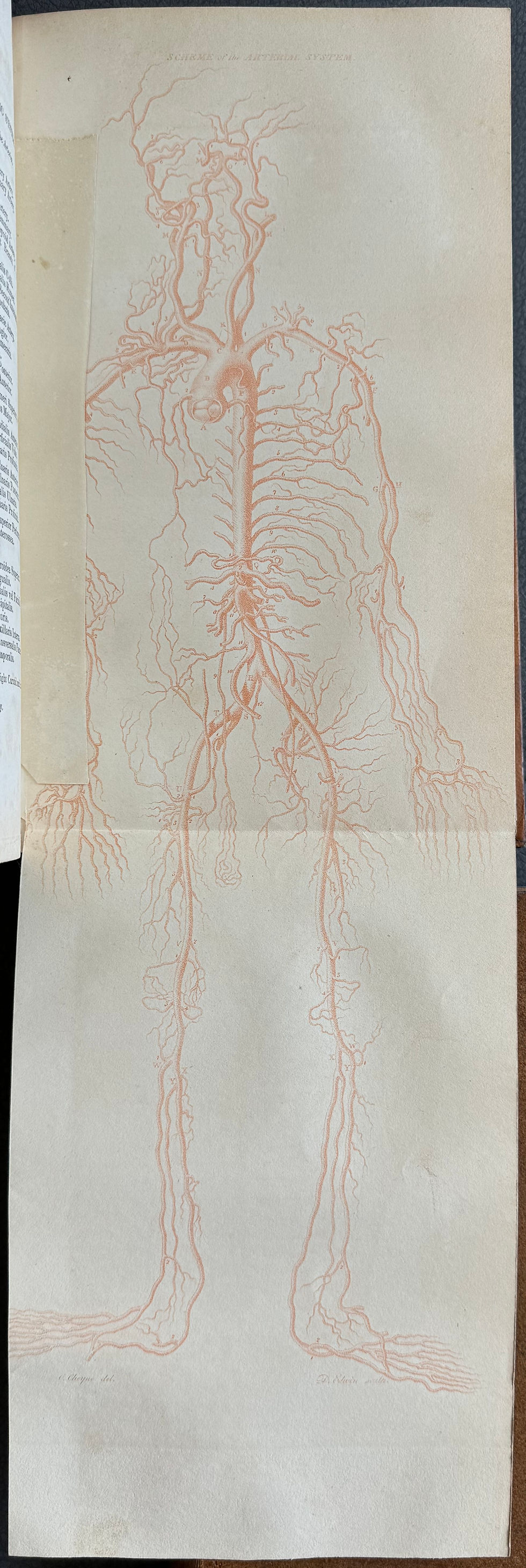 Thumbnail: Wistar's Anatomy (Pancoast), 8th ed, 1842