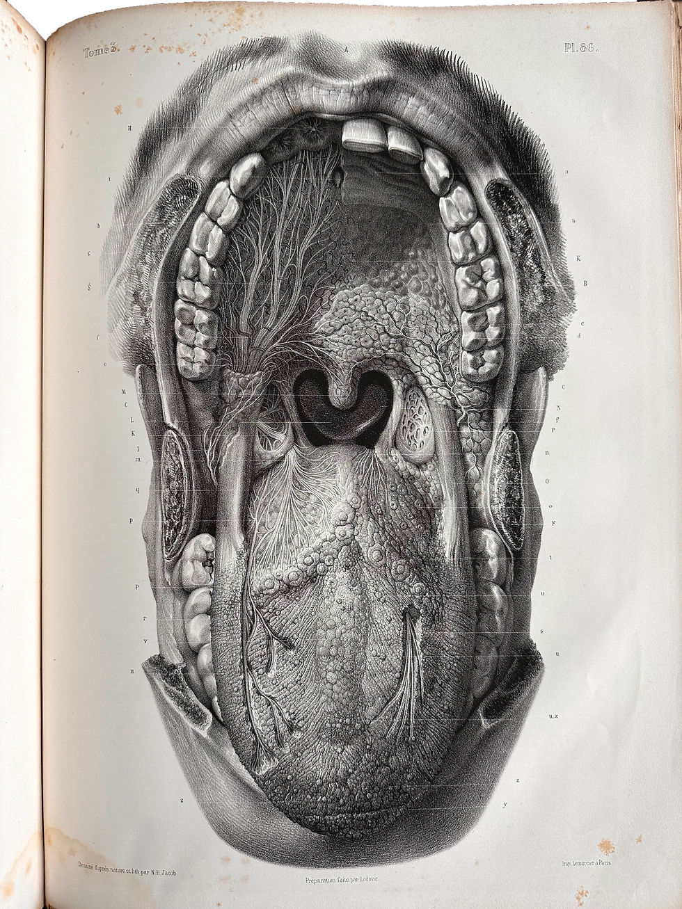 Thumbnail: Bourgery, Traite’ Complet de L’ Anatomie De L’Homme, First edition, 1831 - 1854
