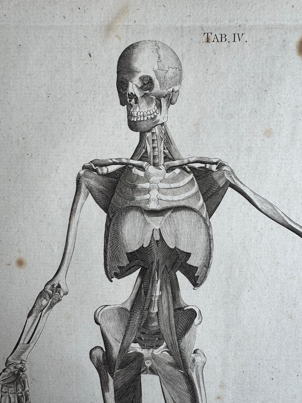 Thumbnail: Albinus, Tables of the Skeleton and Muscles, 1777