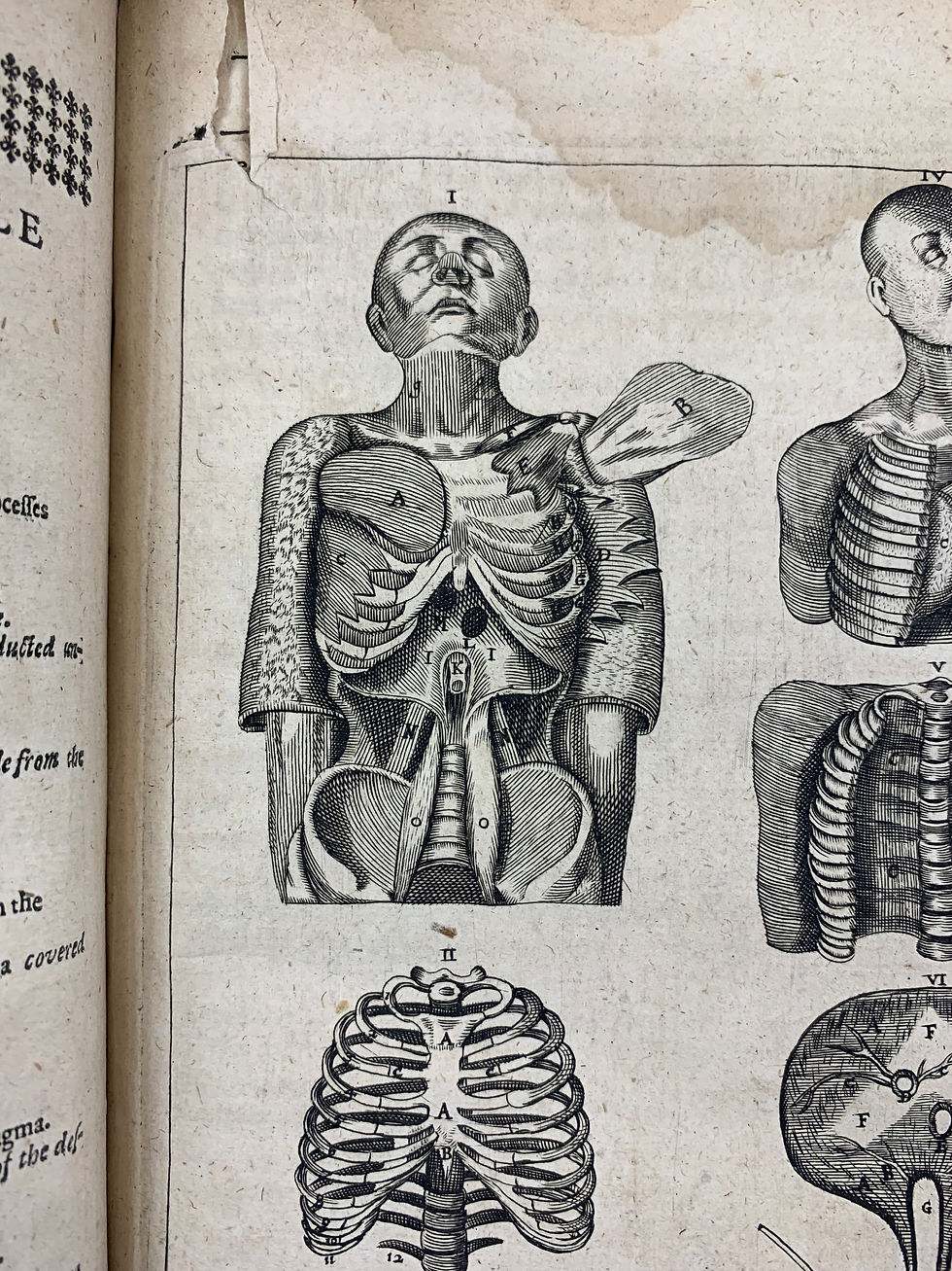 Thumbnail: Culpeper’s Vesling, Anatomy of the Body of Man, 1653