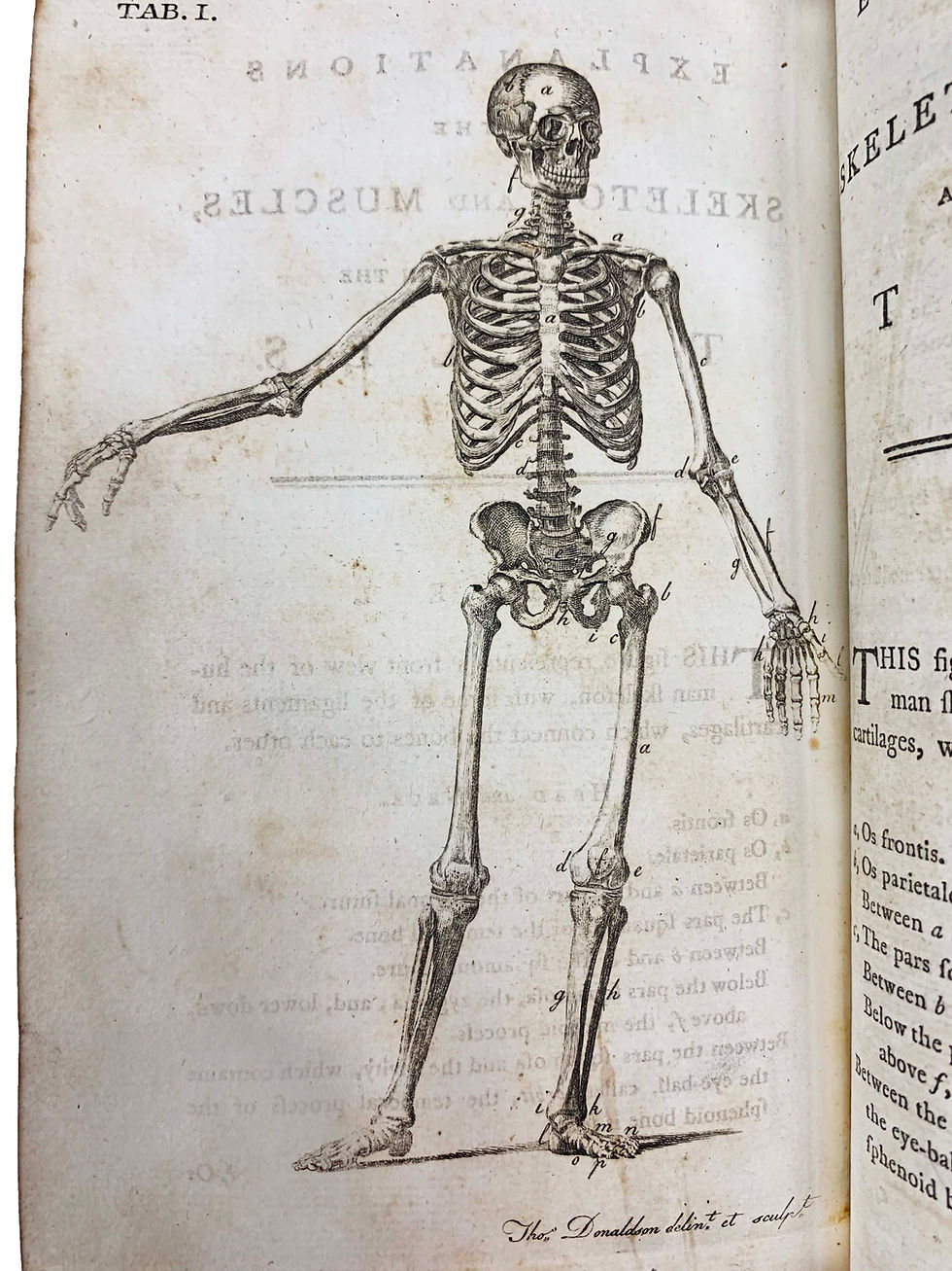 Thumbnail: Monro, System of Anatomy, 1791