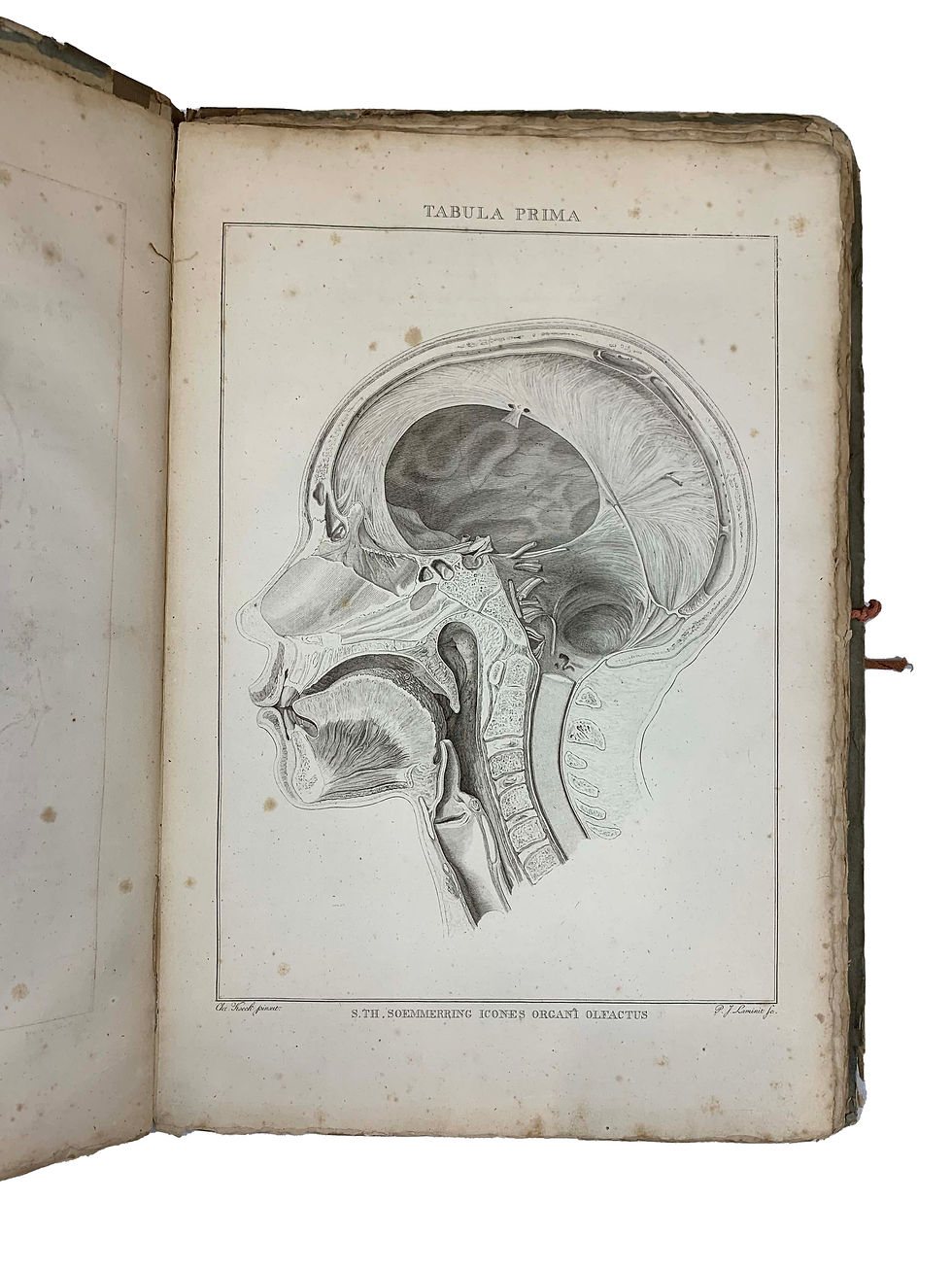 Thumbnail: Soemmerring, Icones Organorum Humanorum Olfactus, 1810