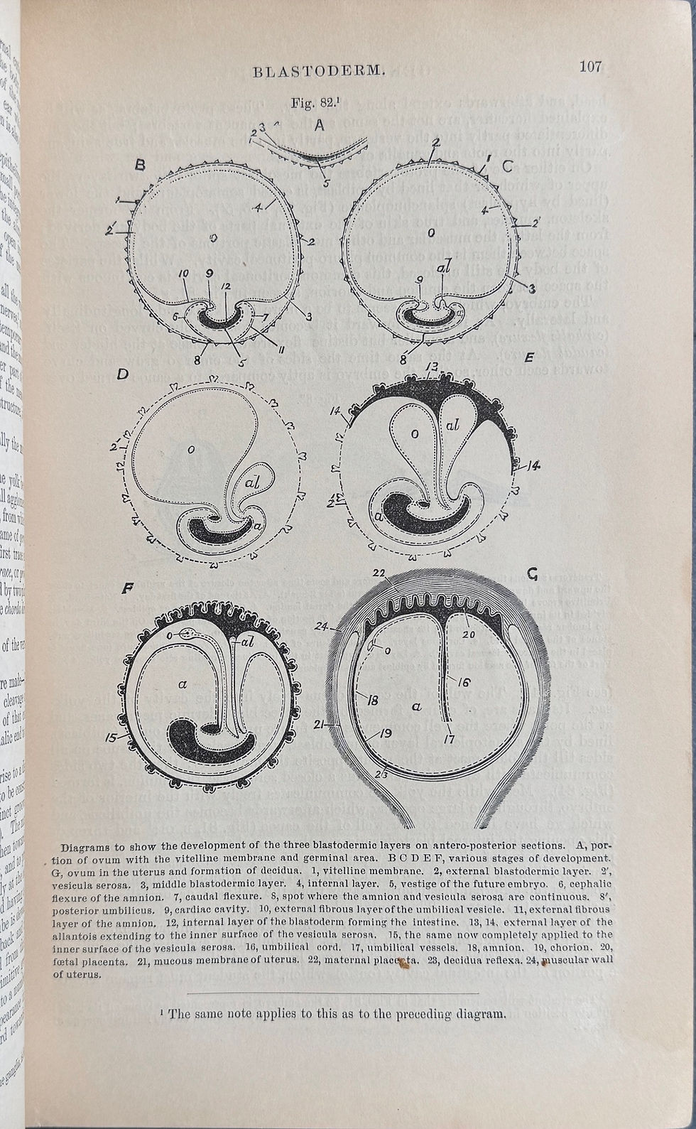 Thumbnail: Gray, Anatomy Descriptive and Surgical, 1883