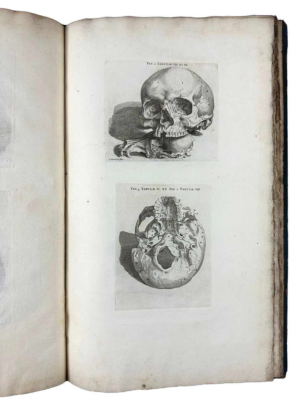 Thumbnail: Vesalius/Sandifort, Tabulae Ossium Humanorum, 1782