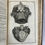 Thumbnail: Collins, Systeme of Anatomy, 1685