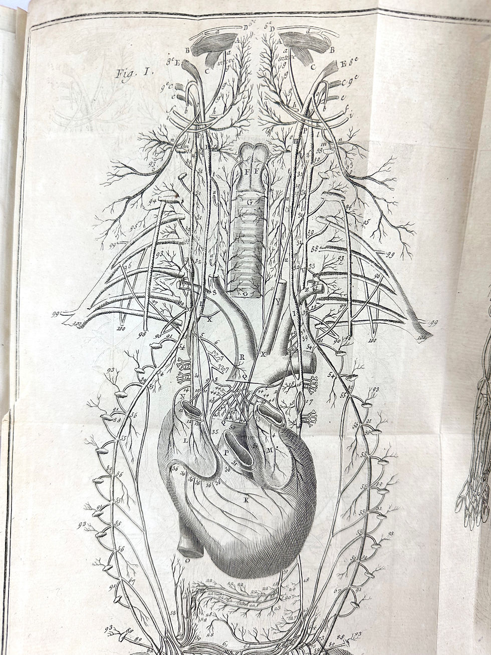 Thumbnail: Winslow, Exposition Anatomique de le Structure du corps Humain, 1776