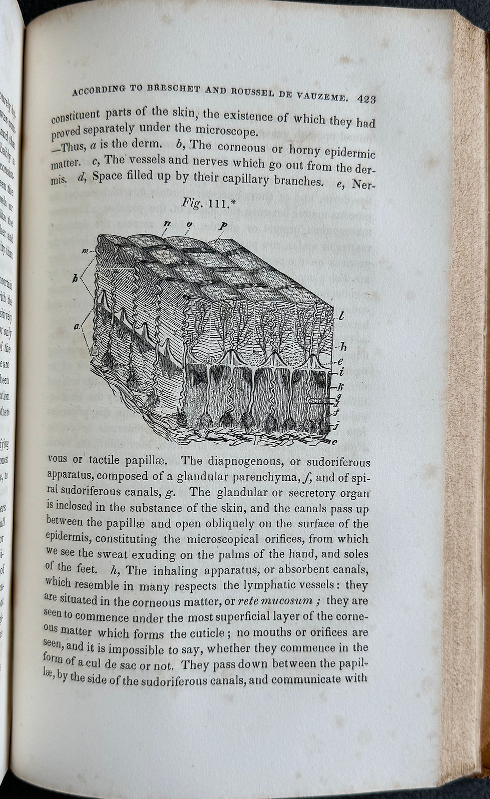 Thumbnail: Wistar's Anatomy (Pancoast), 8th ed, 1842