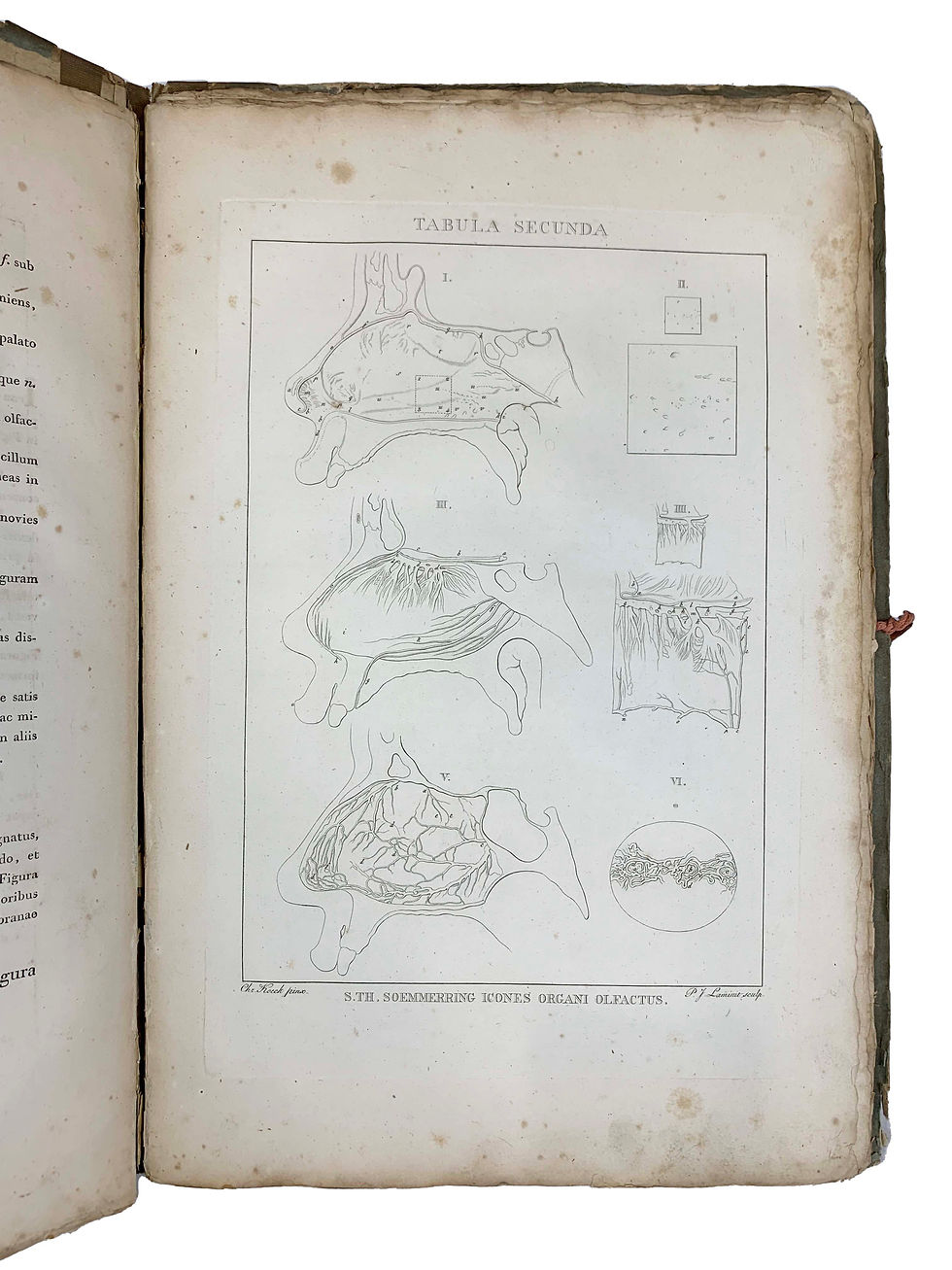 Thumbnail: Soemmerring, Icones Organorum Humanorum Olfactus, 1810