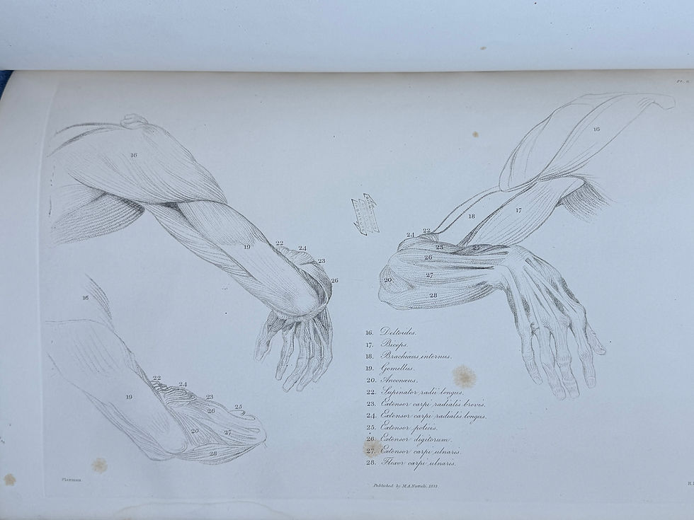 Thumbnail: Flaxman, Anatomical Studies, 1833