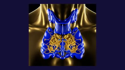 AK_thy_01-transformed.webp