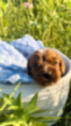 close up flower puppy