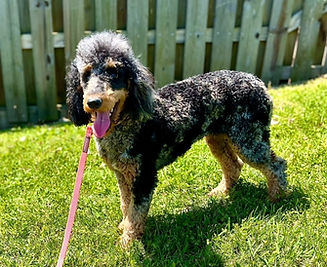 Ember Profile_edited.jpg