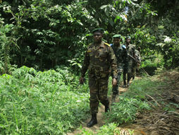 Nord-Kivu : un agent de l'État  présumé collaborateur des ADF arrêté à Kyondo