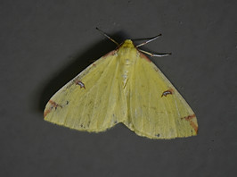 citronnelle_rouillée.jpg