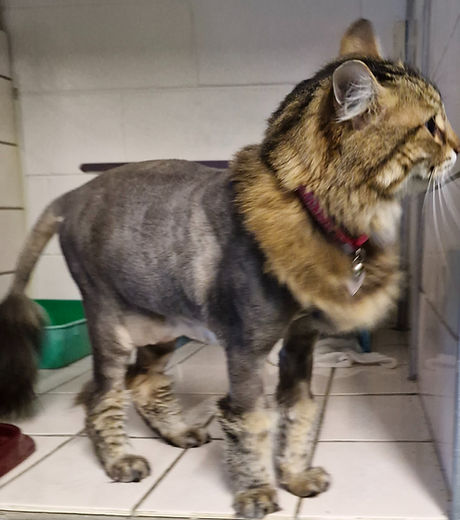 lion cat_edited.jpg
