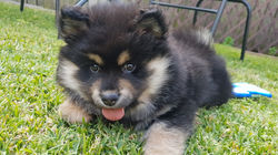 Pictured above: Inka Krestan