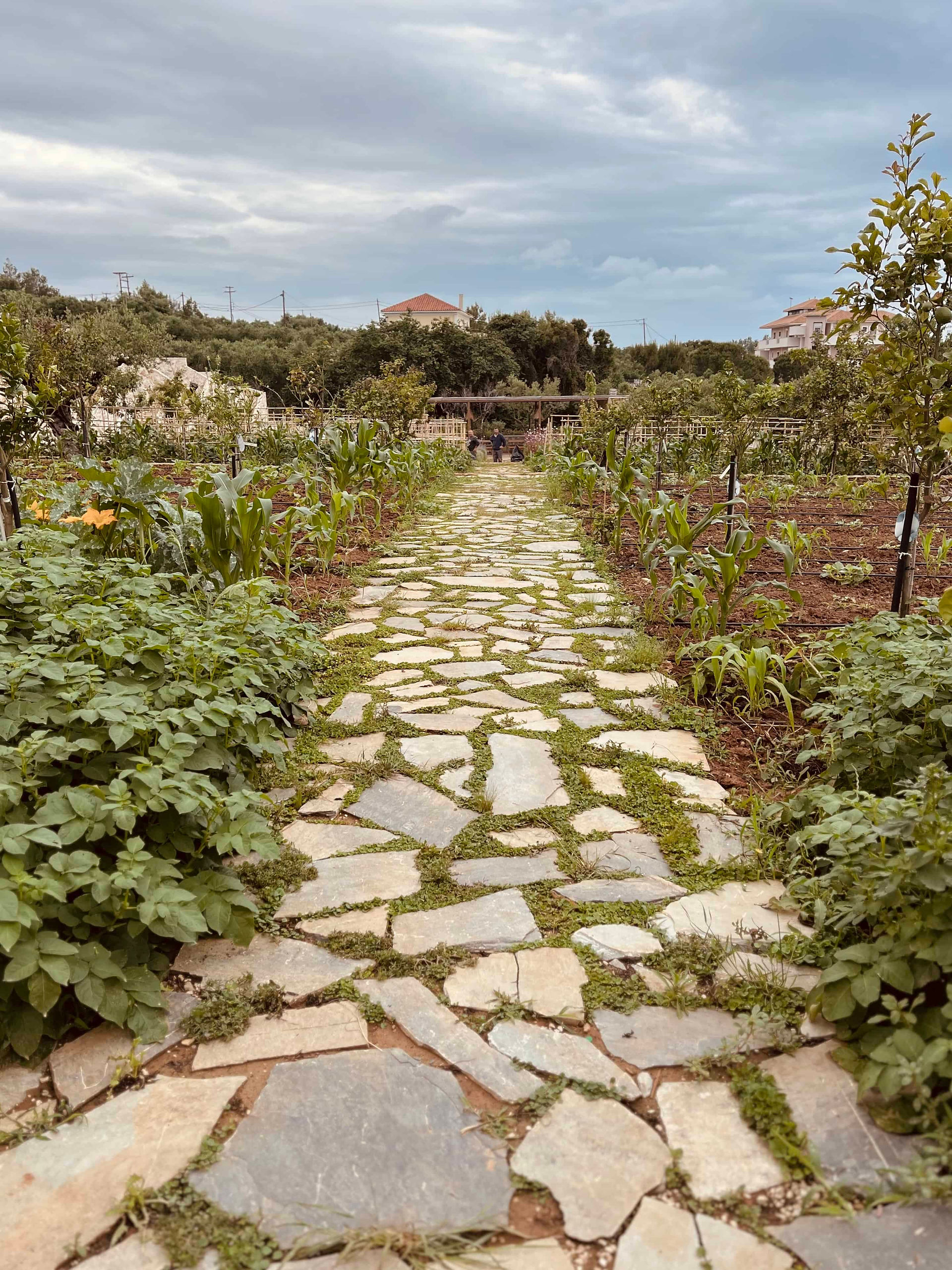 Vegetable garden Lesante Cape Resort Zakynthos, Greece