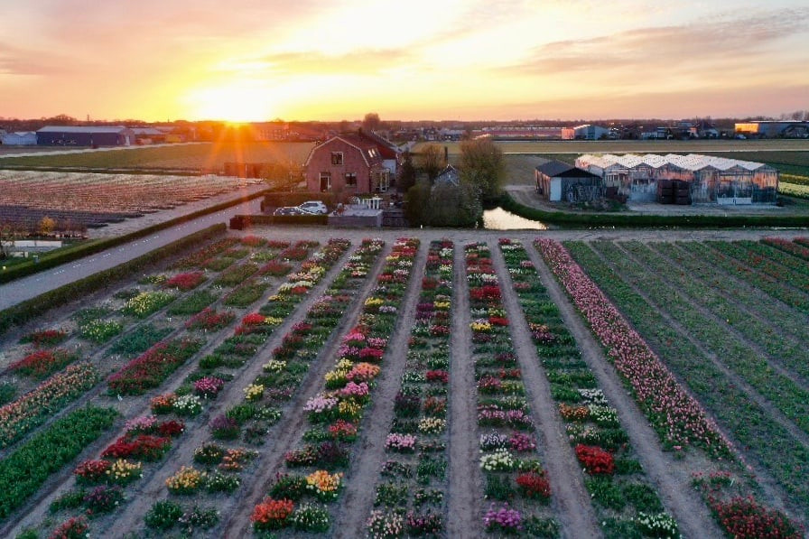 Tulip Store Showgarden in Voorhout-the Netherlands
