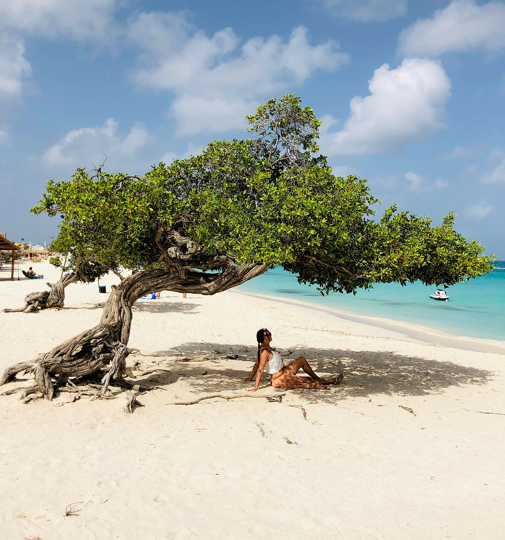 Aruba Fofoti tree
