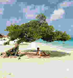 Aruba Fofoti tree