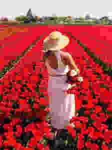 Tulip fields Voorhout, the Netherlands