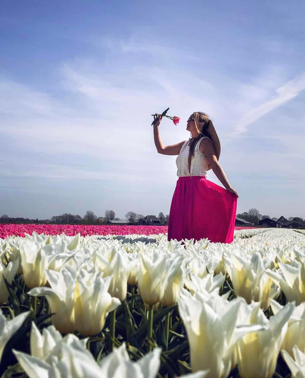 Tulip fields of Noord-Holland-The Netherlands