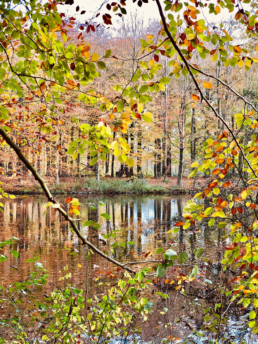 Autumn in Haagse Bos-The Hague Netherlands