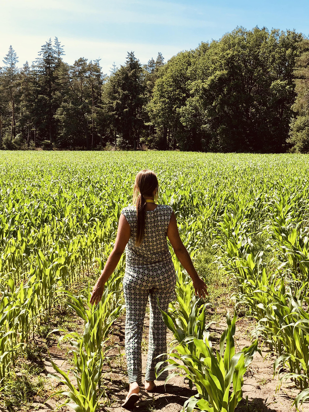 Cornfields of Overijssel in Beerze - the Netherlands