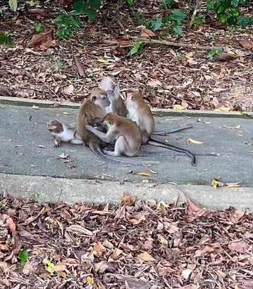 Macritchie Reservoir monkeys - Singapore