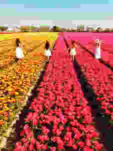 Tulip fields Hillegom, the Netherlands