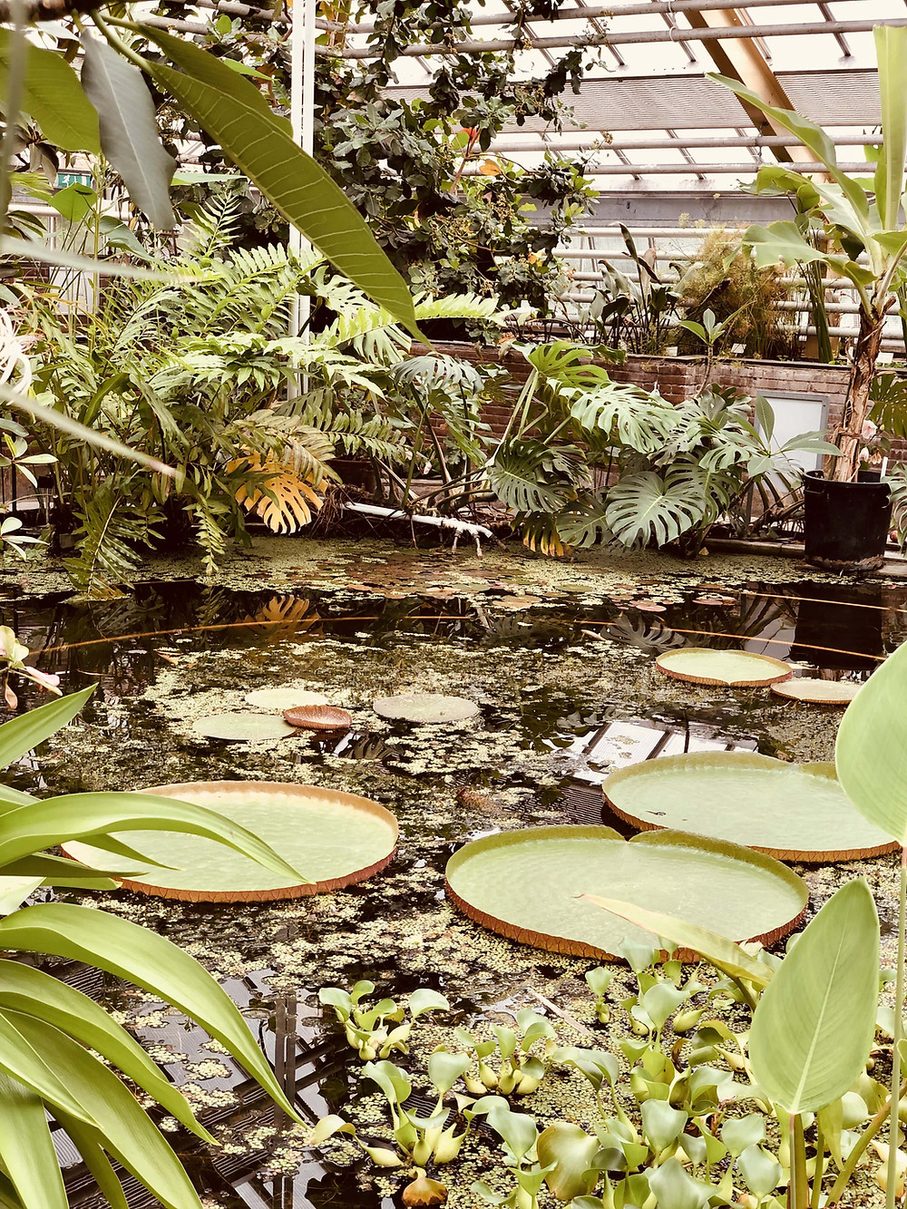 Hortus Botanicus Leiden Netherlands Victoria Amazonica