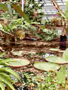 Hortus Botanicus Leiden Netherlands Victoria Amazonica