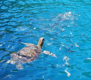 Tortue de mer nageant dans l'eau claire avec des poissons