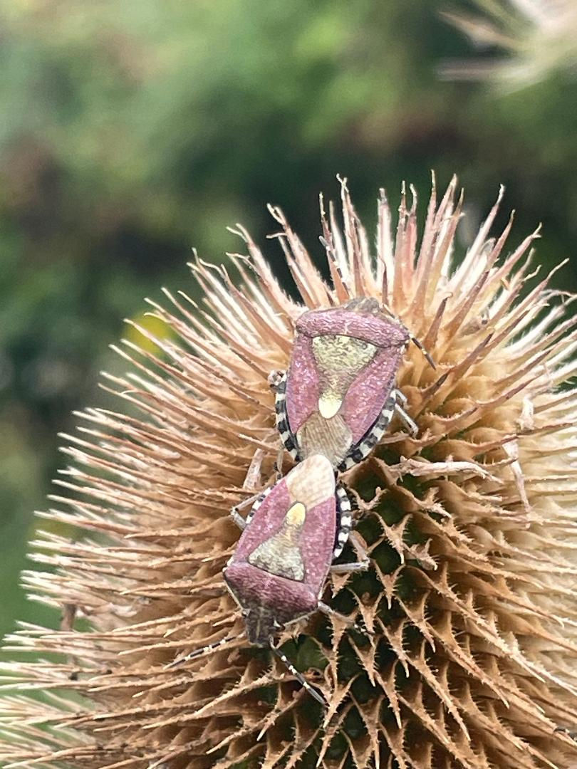 Sloe shield bug on teasel
