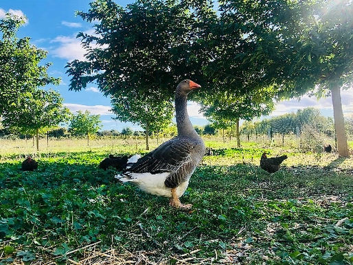 Notre magnifique Hector