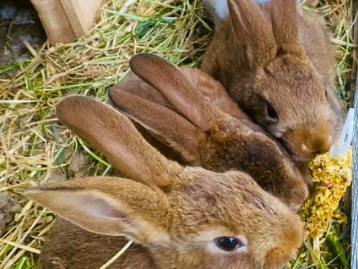 Pinou, Pinpin et Panpan